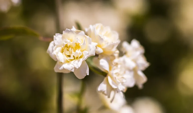 La Rosa banksiae